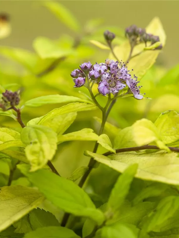 Sommerspiere 'Sparkling Champagne'