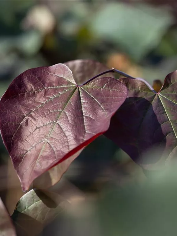 Trompetenbaum 'Purpurea'