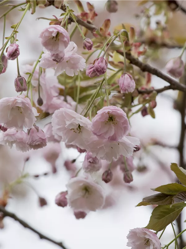 Japanische Nelkenkirsche 'Shirofugen'