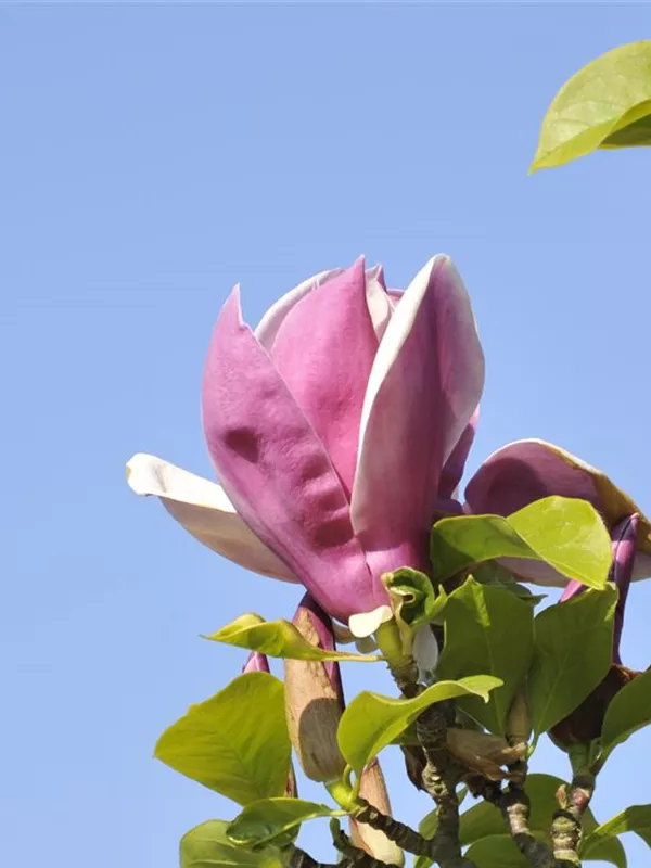 Magnolie 'Satisfaction'