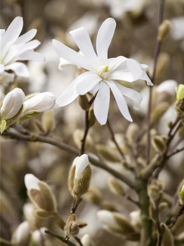 Sternmagnolie 'Royal Star'