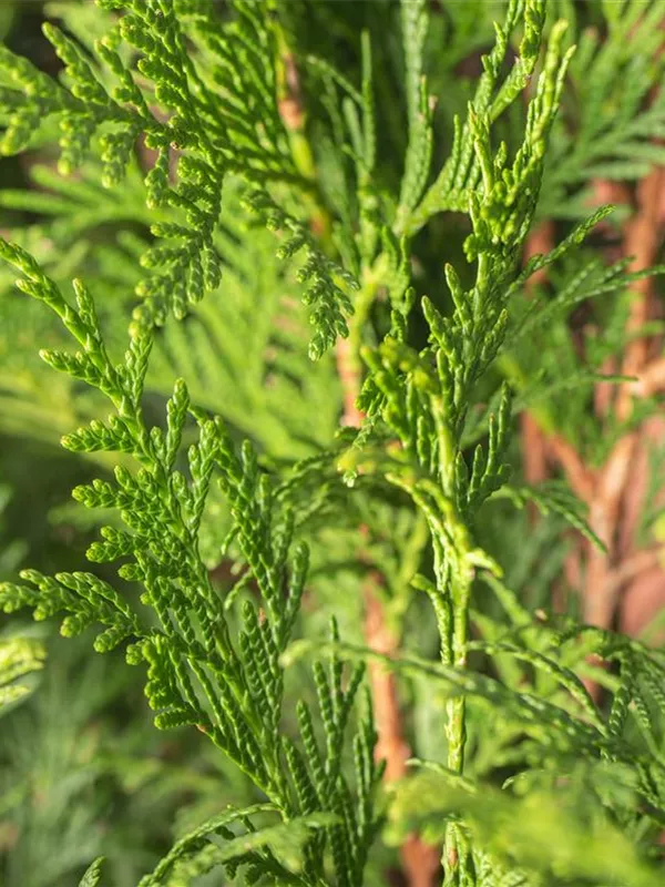 Grüner Riesen-Lebensbaum 'Atrovirens'