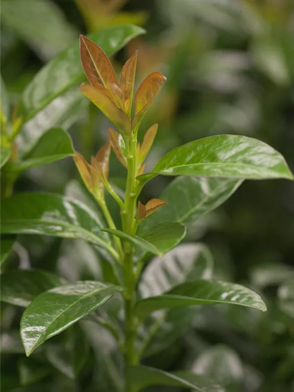 Lorbeerkirsche 'Kleopatra'®