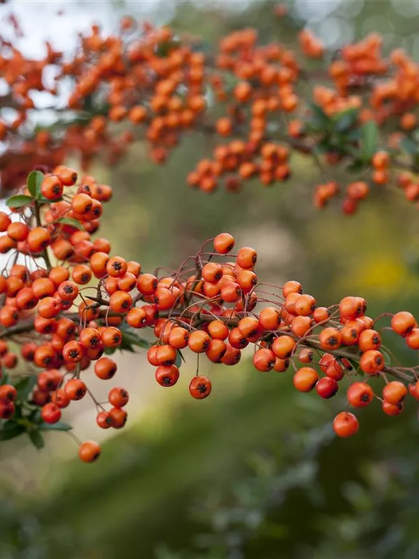 Feuerdorn 'Orange Charmer'