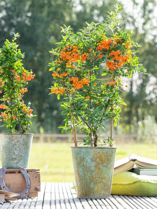 Feuerdorn 'Orange Glow'