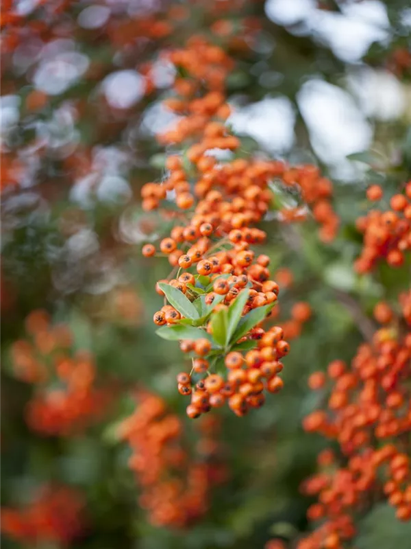 Feuerdorn 'Saphyr Orange'®