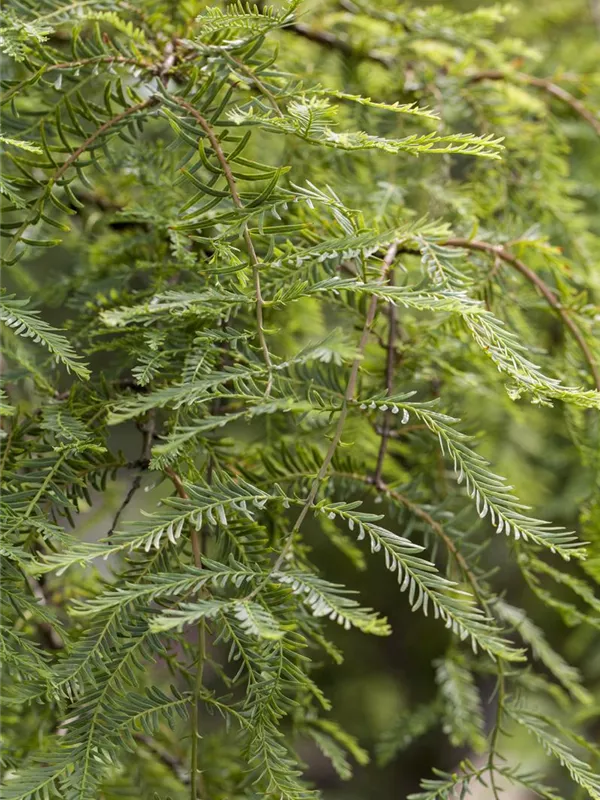 Chinesisches Rotholz 'Miss Grace'