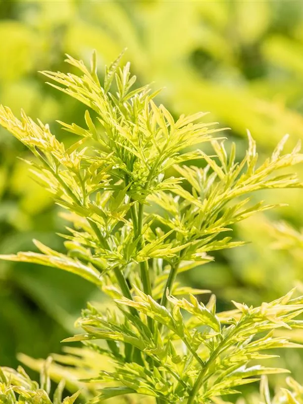 Schwarzer Holunder 'Golden Tower'