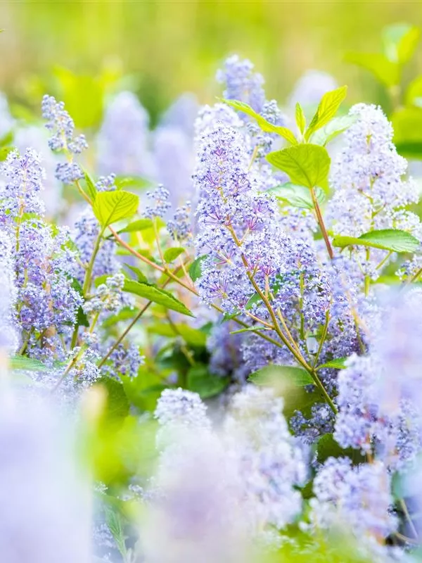 Säckelblume 'Glorie de Versailles'