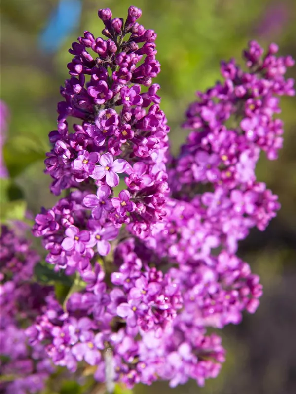 Edelflieder 'Esther Staley'