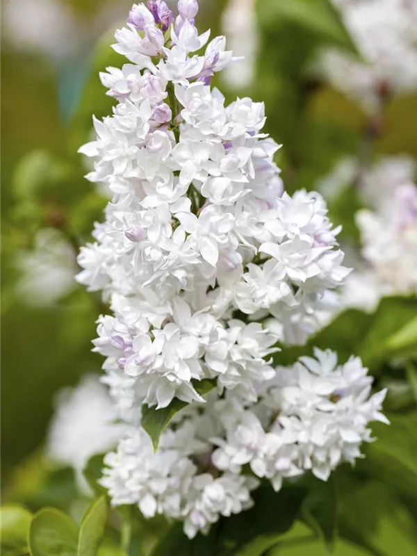 Edelflieder 'Mme Lemoine'