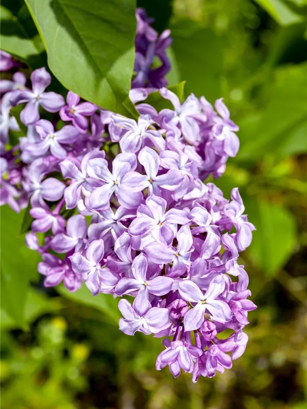 Edelflieder 'Nadeshda'