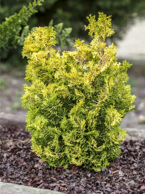 Hinoki-Scheinzypresse 'Meroke Twin'