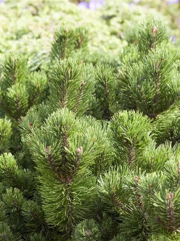 Berg-Kiefer 'Jacobsen'