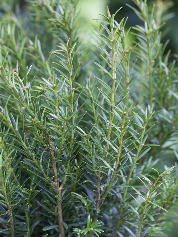 Eibe 'Renke´s Kleiner Grüner'