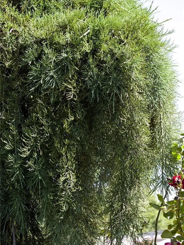 Riesen-Mammutbaum 'Pendulum'