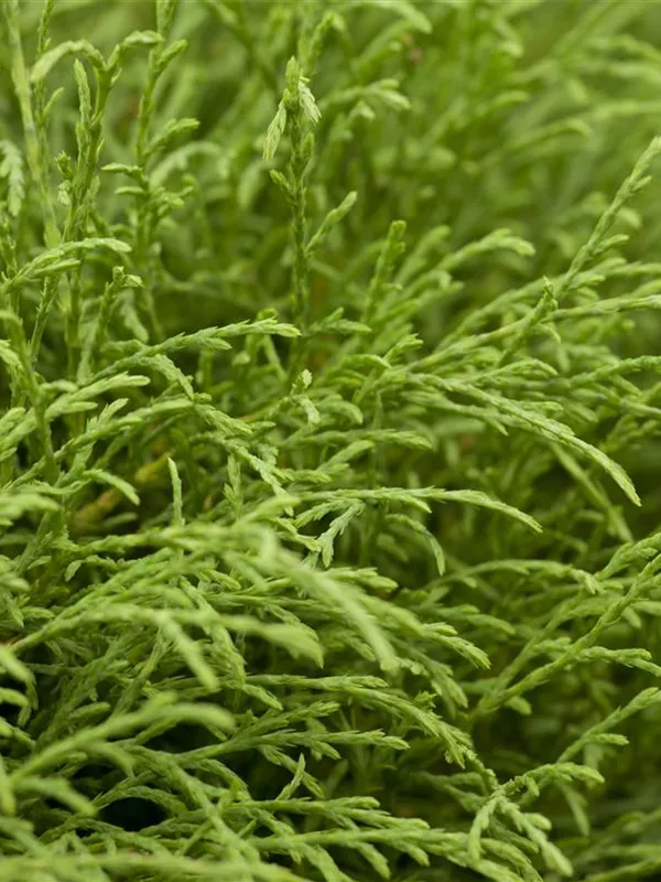 Abendländischer Lebensbaum 'Mr. Bowling Ball'