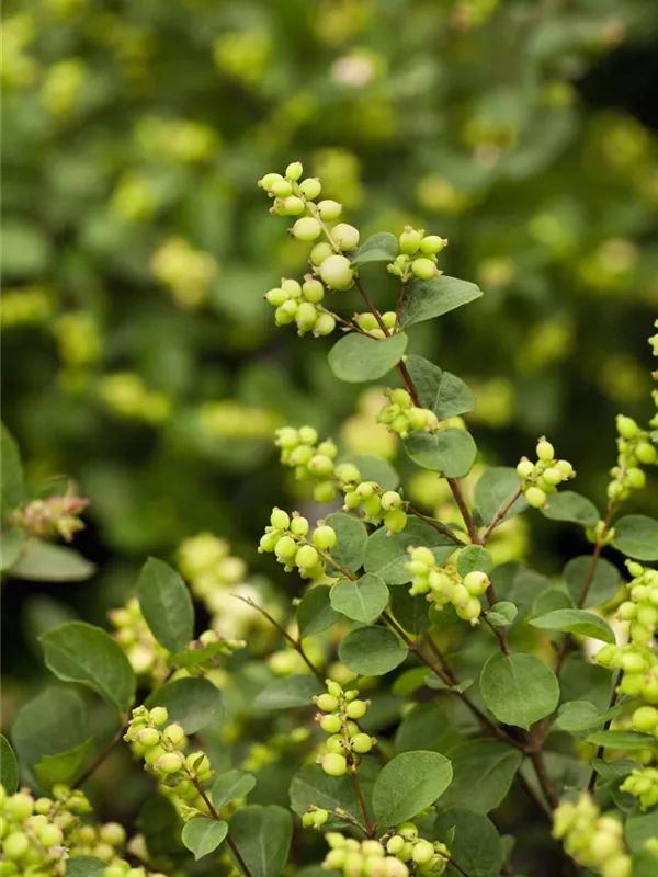 Schneebeere ''Kolmgala' MAGICAL® GALAXY'