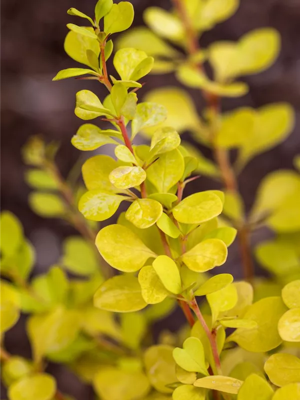 Gelbe Zwergberberitze 'Aurea'