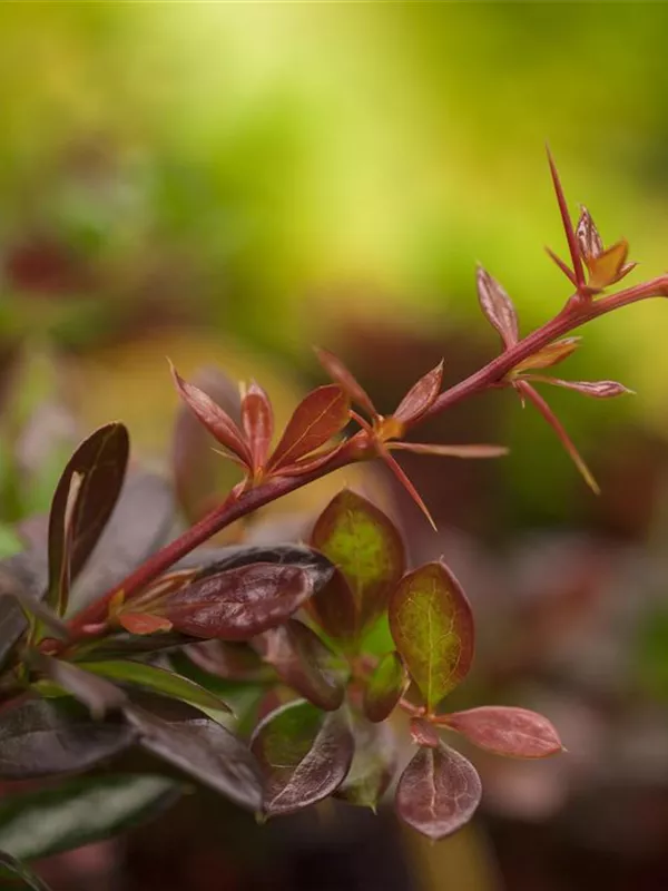 Berberitze 'Red Jewel'