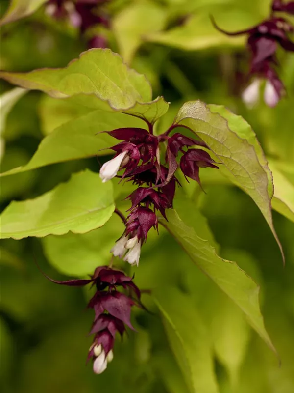 Schöne Leycesterie 'Golden Lanterns'®