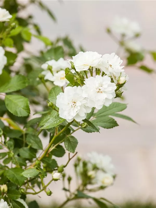 Ramblerrose 'Guirlande d'Amour'®