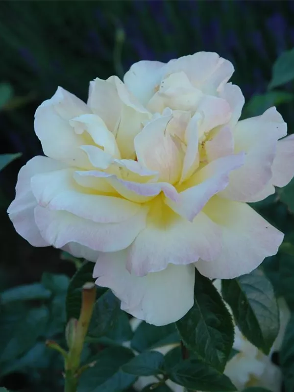 Edelrose 'Gloria Dei'