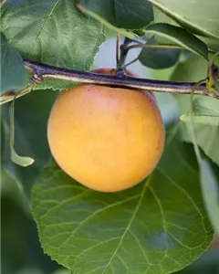 Aprikose 'Goldrich'®
