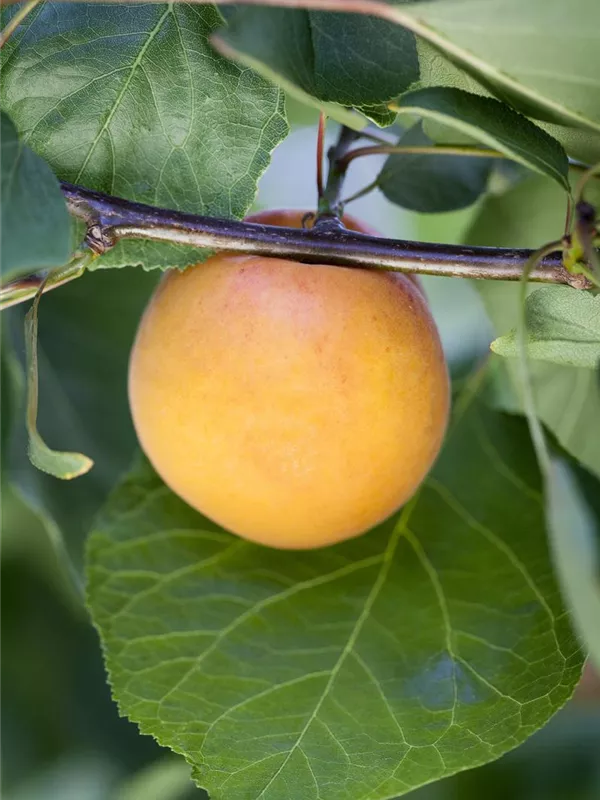 Mirabelle 'Bellamira'®