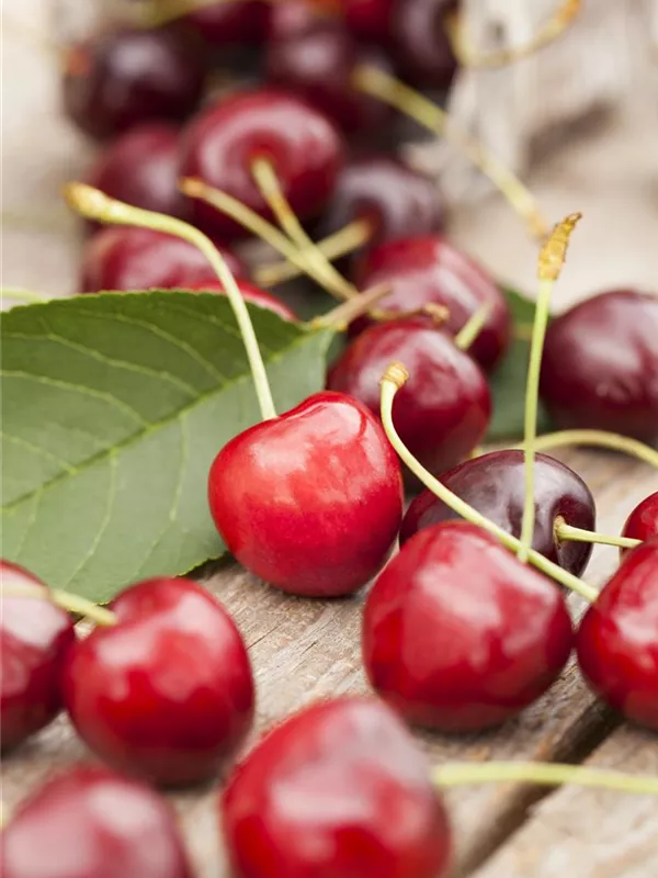 Kirsche 'Sweetheart'®