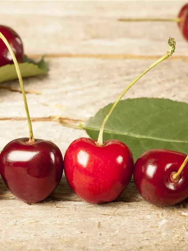 Sauerkirsche 'Morina'(s)