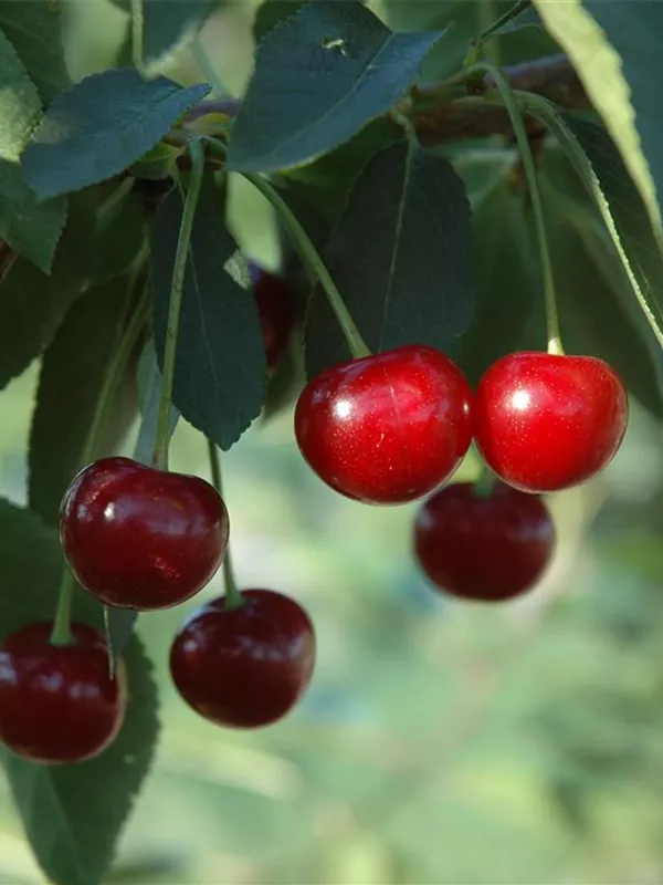 Sauerkirsche 'Ungarische Traubige'