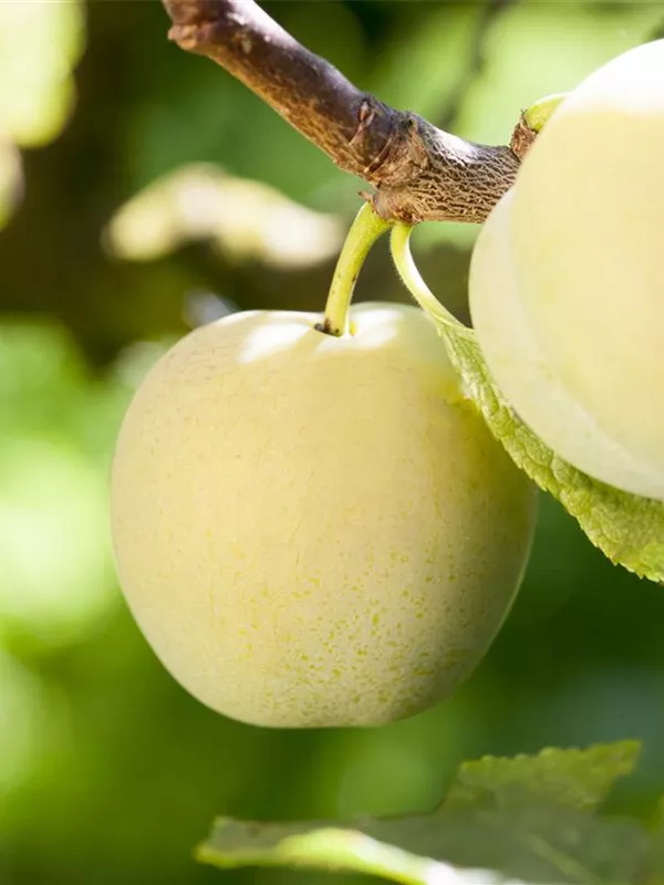 Reneklode 'Oullins Reneklode'