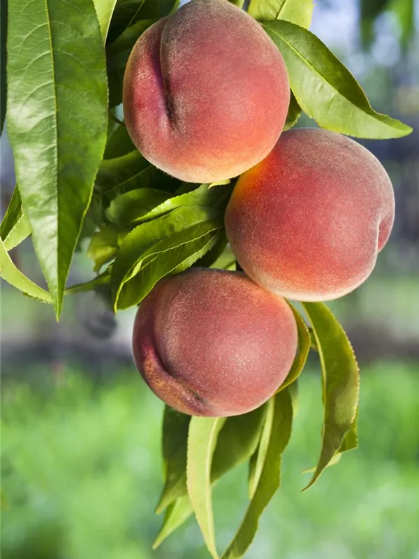 Pfirsich 'Benedicte'