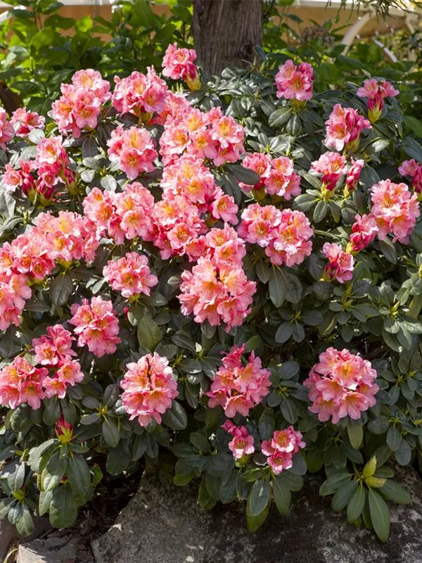 Rhododendron-Hybride