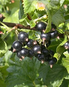 Johannisbeere 'Dr.Bauers Ometa'(s)