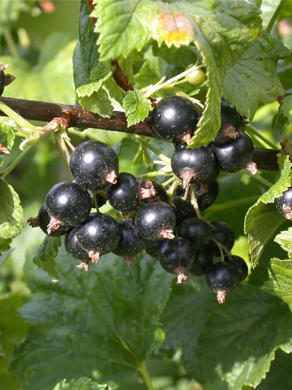 Johannisbeere 'Dr.Bauers Ometa'(s)