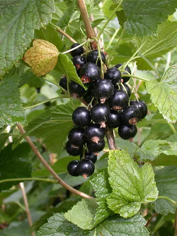 Johannisbeere 'Titania'(s)