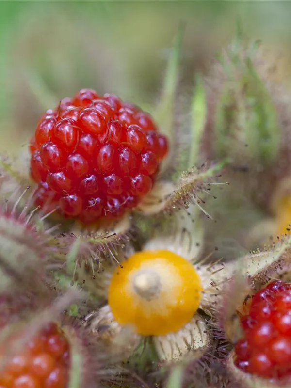 Japanische Weinbeere