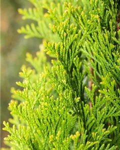 Lebensbaum 'Green Egg'®