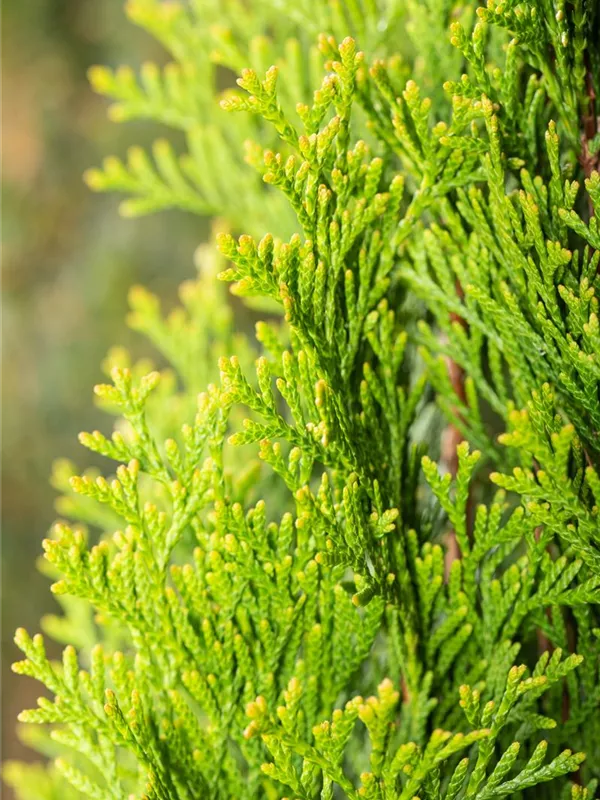 Lebensbaum 'Green Egg'®