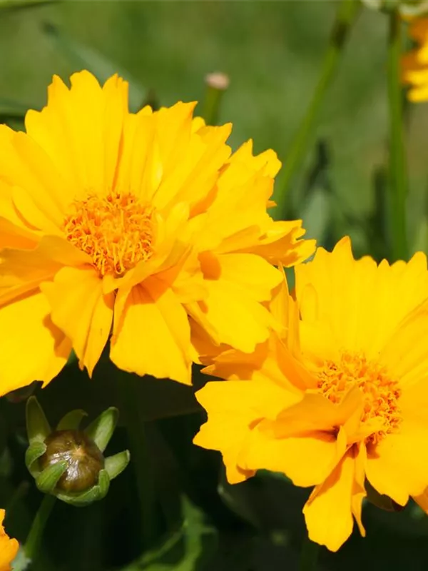 Garten-Mädchenauge 'Elfin Gold'