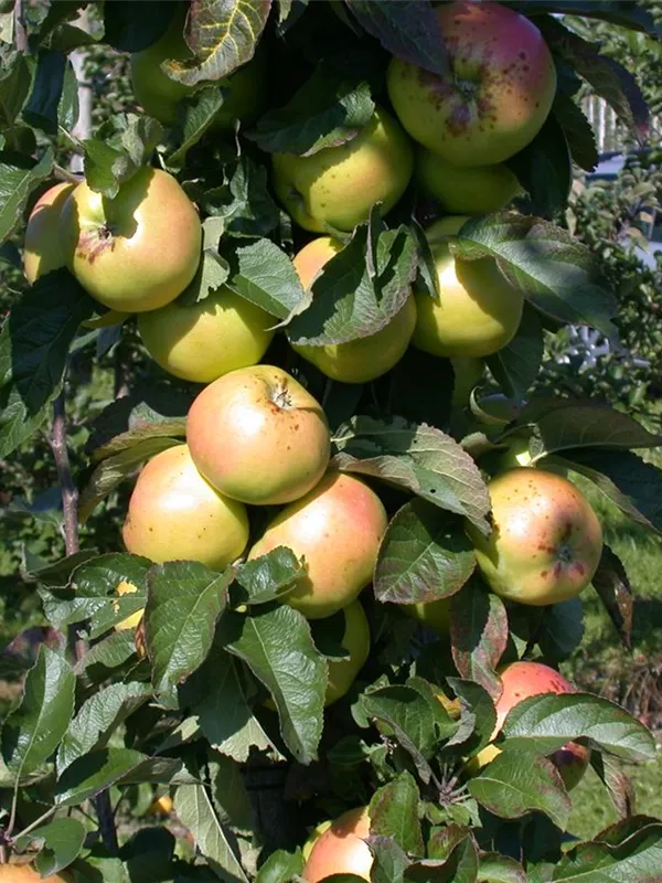 Apfel 'Minister von Hammerstein'(s)