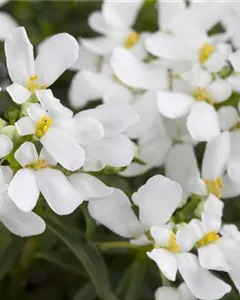 Immergrüne Schleifenblume 'Schneeflocke'