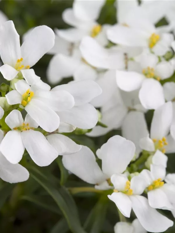 Immergrüne Schleifenblume 'Schneeflocke'