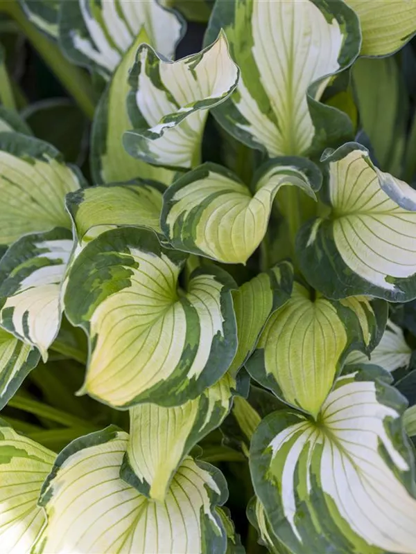 Schneefeder-Funkie 'Univittata'