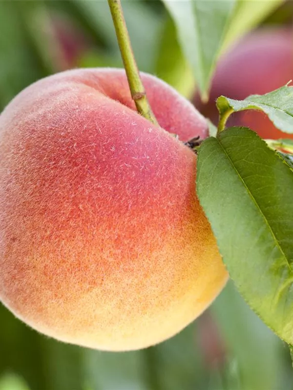 Pfirsich 'Harrow Beauty'