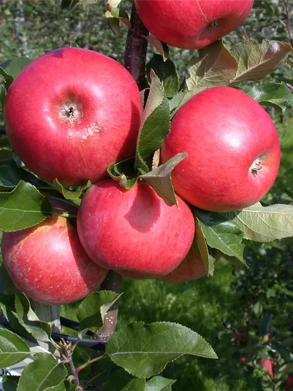 Winterapfel 'Topaz'(s)