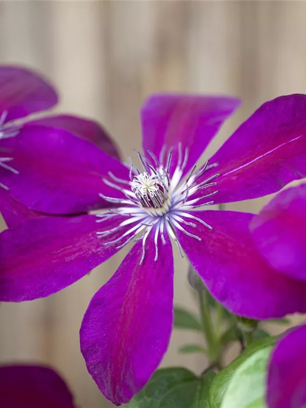 Waldrebe 'Westerplatte' (Großblumige Hybride)