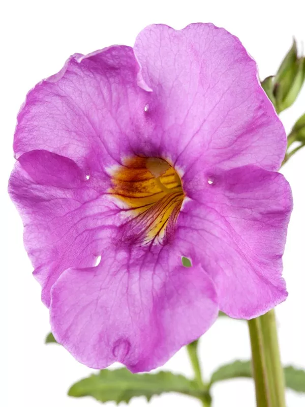 Yunnan-Freilandgloxinie